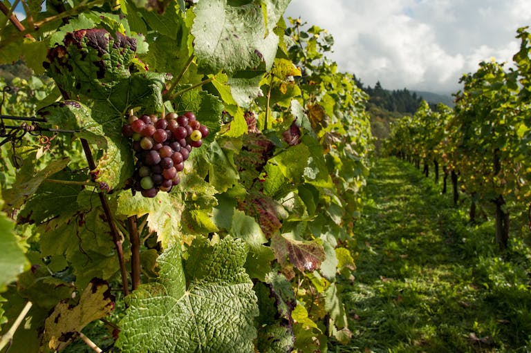 Purple Grapes Tree Under Gray Skt